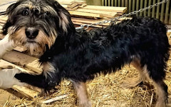 Собаке из Кирово-Чепецка, которую хотели усыпить, нашли новых хозяев